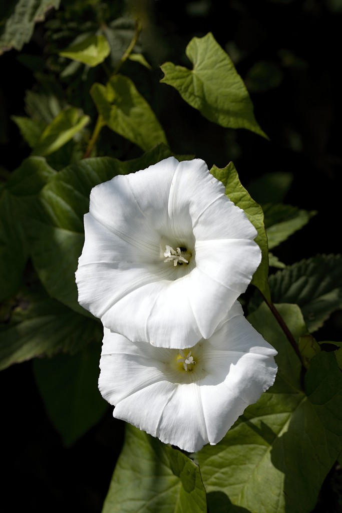 voornes duin tenellaplas Quackjeswater natuur natuurgebied natuurmonumenten hdr duinen Zuid Hollands landschap polder bossen natuurreservaat Natura 2000